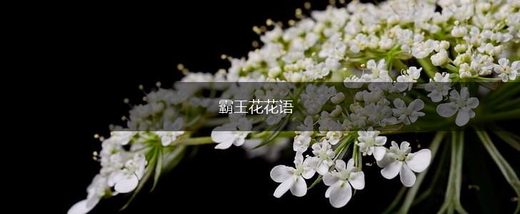 霸王花花语,第1张