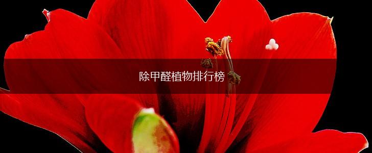 除甲醛植物排行榜,第1张