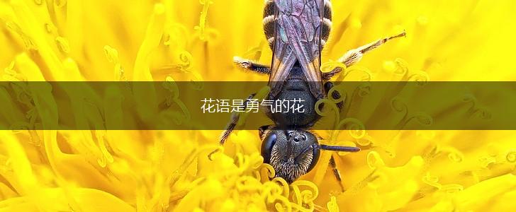 花语是勇气的花,第1张