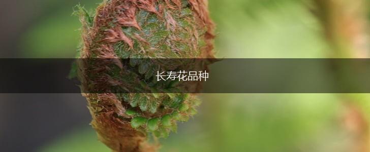 长寿花品种,第1张