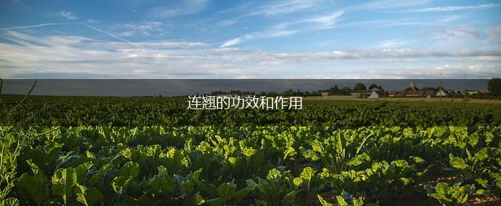 连翘的功效和作用,第1张