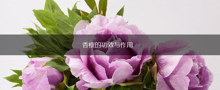 香榧的功效与作用,第1张