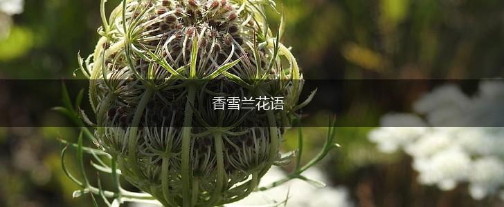 香雪兰花语,第1张