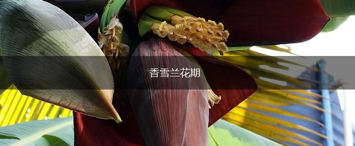 香雪兰花期,第1张