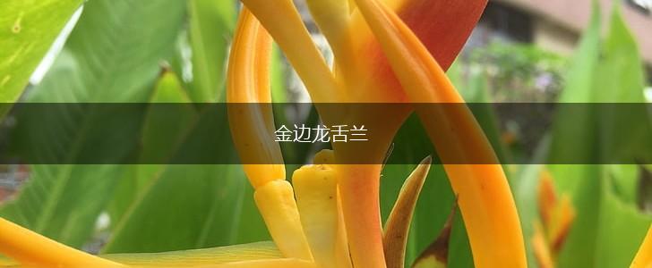 金边龙舌兰,第1张
