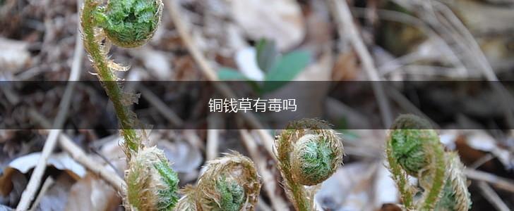 铜钱草有毒吗,第1张