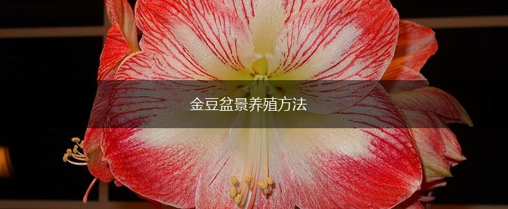 金豆盆景养殖方法,第1张