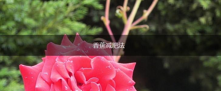 香蕉减肥法,第1张
