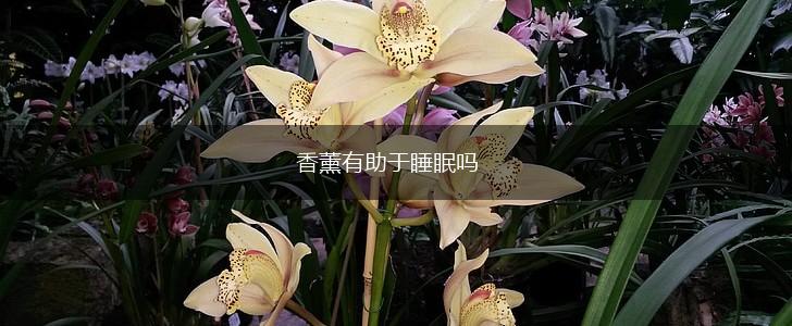 香薰有助于睡眠吗,第1张