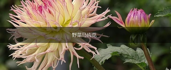 野菜马齿苋,第1张