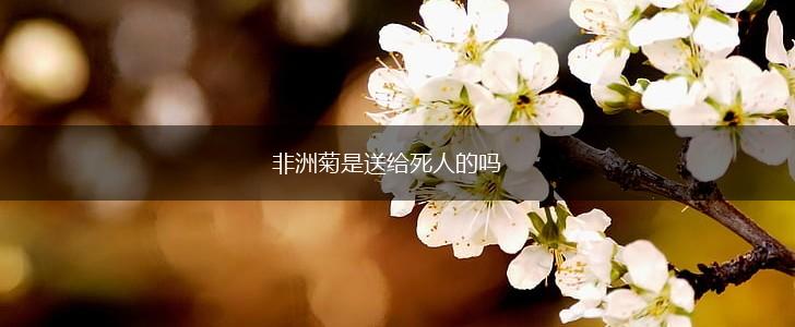 非洲菊是送给死人的吗,第1张