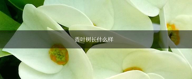 香叶树长什么样,第1张
