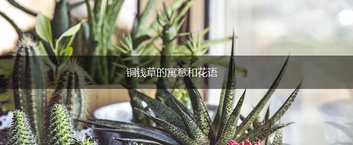 铜钱草的寓意和花语,第1张