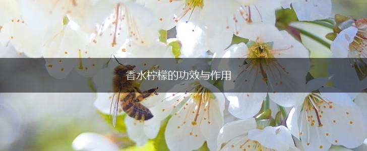 香水柠檬的功效与作用,第1张