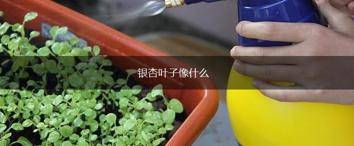银杏叶子像什么,第1张