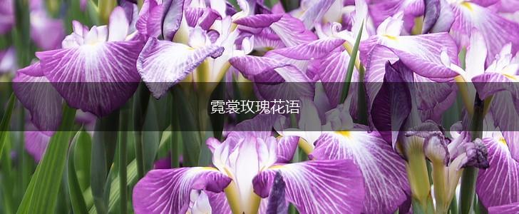 霓裳玫瑰花语,第1张