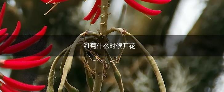 雏菊什么时候开花,第1张