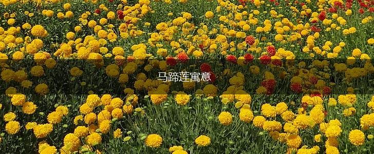 马蹄莲寓意,第1张