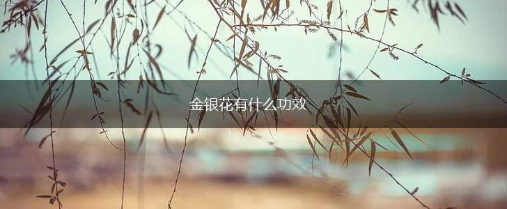 金银花有什么功效,第1张