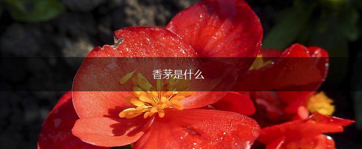 香茅是什么,第1张