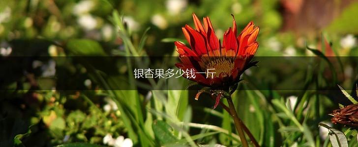 银杏果多少钱一斤,第1张