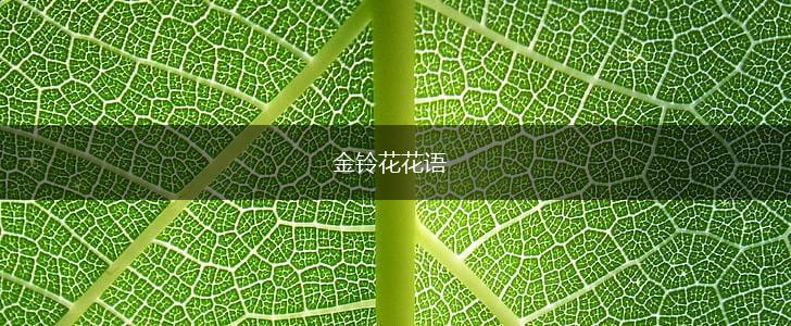 金铃花花语,第1张