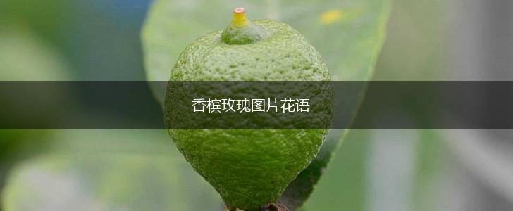 香槟玫瑰图片花语,第1张