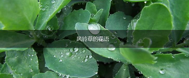 风铃草的花语,第1张