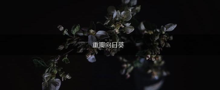 重瓣向日葵,第1张
