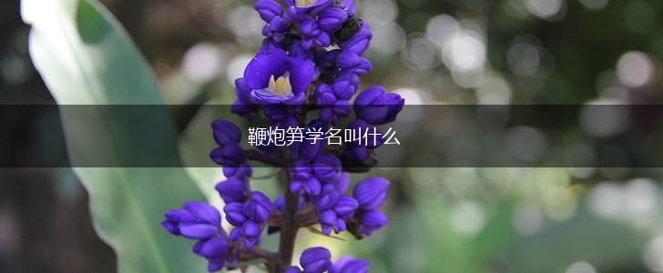 鞭炮笋学名叫什么,第1张