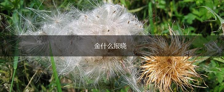 金什么报晓,第1张 金什么报晓,第1张