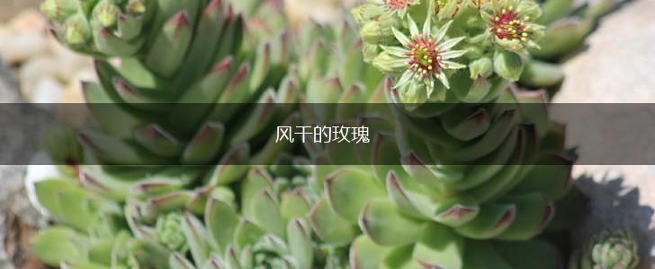 风干的玫瑰,第1张
