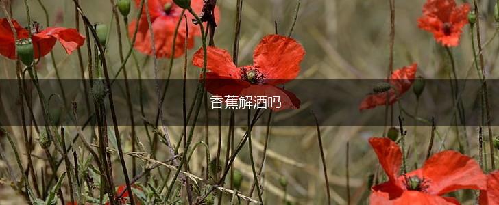 香蕉解酒吗,第1张