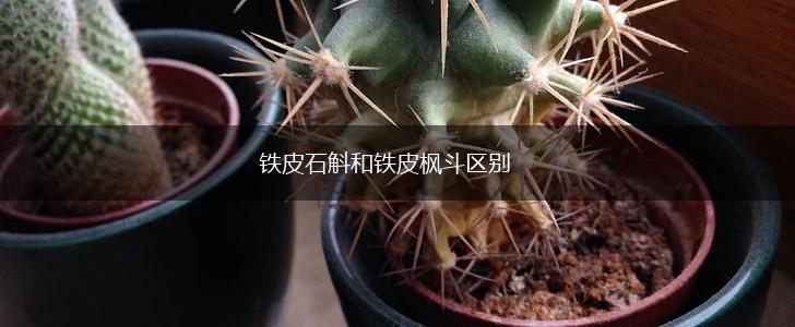 铁皮石斛和铁皮枫斗区别,第1张