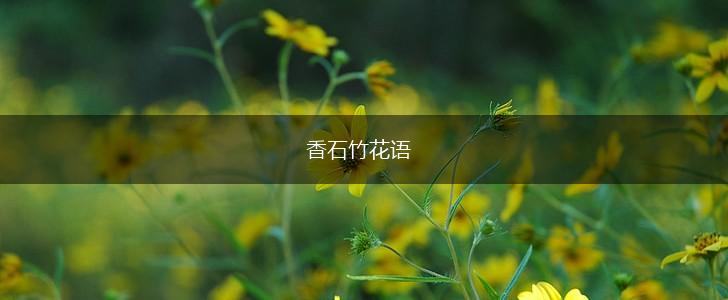 香石竹花语,第1张