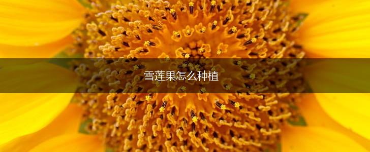 雪莲果怎么种植,第1张