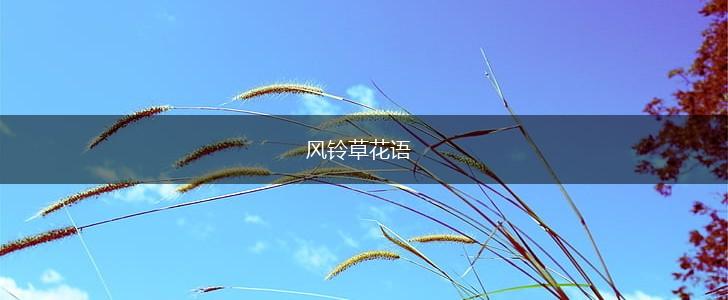 风铃草花语,第1张