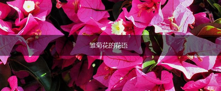 雏菊花的花语,第1张