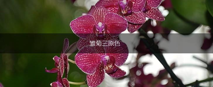 雏菊三原色,第1张