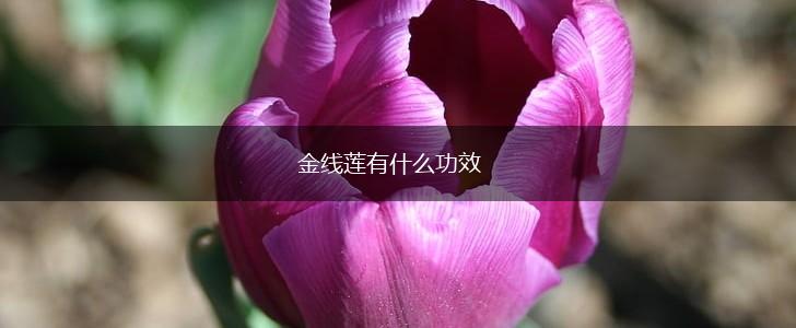 金线莲有什么功效,第1张