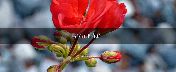 雪滴花的花语,第1张
