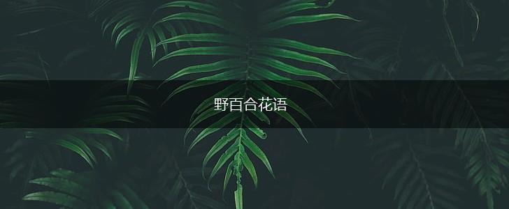 野百合花语,第1张