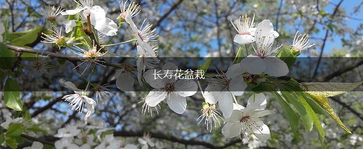 长寿花盆栽,第1张