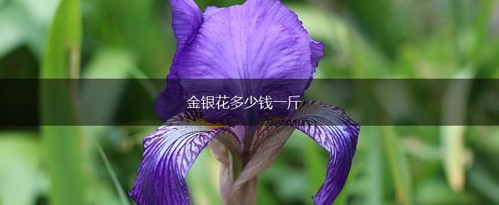 金银花多少钱一斤,第1张