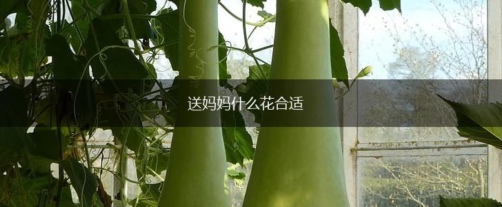 送妈妈什么花合适,第1张