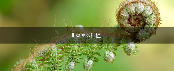 韭菜怎么种植,第1张