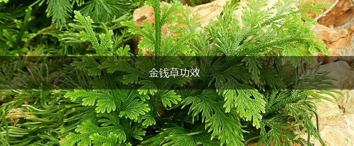 金钱草功效,第1张