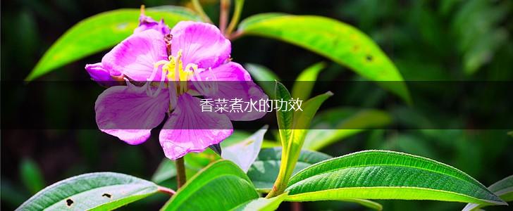 香菜煮水的功效,第1张