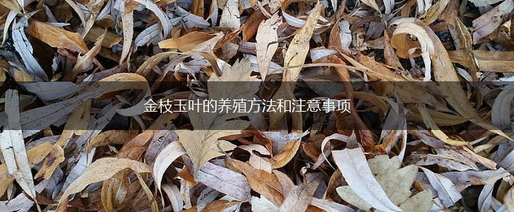 金枝玉叶的养殖方法和注意事项,第1张