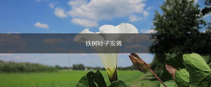 铁树叶子发黄,第1张